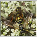 Tenthredo omissa - Blattwespe 04.jpg